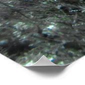 Angelfisch Poster (Ecke)