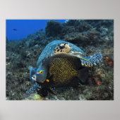 Angelfisch Poster (Vorne)