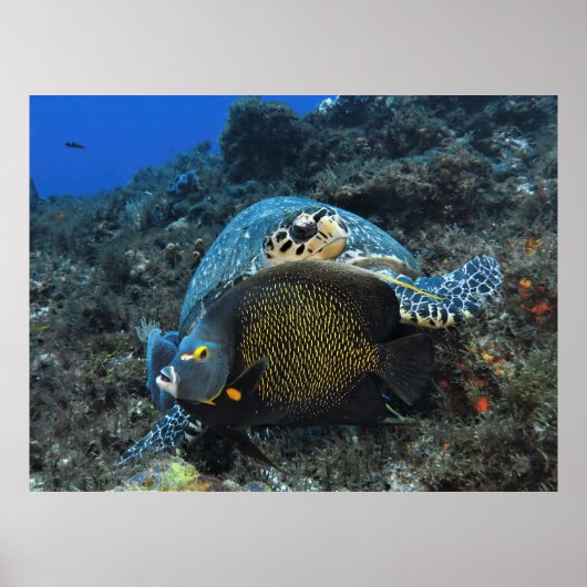 Angelfisch Poster (Vorne)