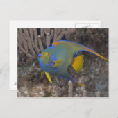 Angelfische (Holacanthus ciliaris) schwimmen Postkarte (Vorne/Hinten)