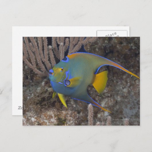 Angelfische (Holacanthus ciliaris) schwimmen Postkarte (Vorne/Hinten)