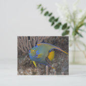 Angelfische (Holacanthus ciliaris) schwimmen Postkarte (Stehend Vorderseite)