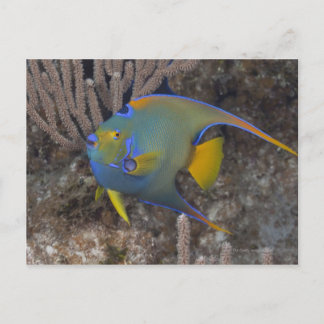 Angelfische (Holacanthus ciliaris) schwimmen Postkarte