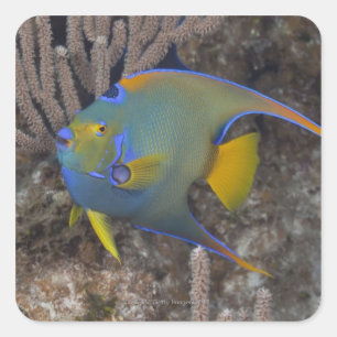 Angelfische (Holacanthus ciliaris) schwimmen Quadratischer Aufkleber