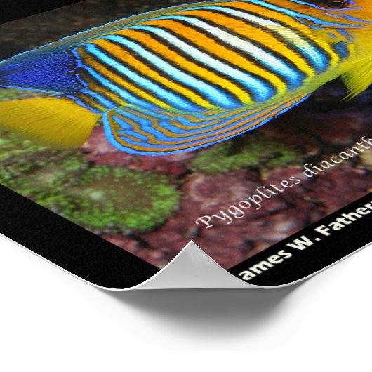 Angelfische Poster (Ecke)