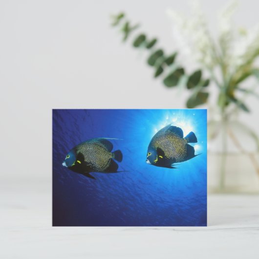 Angelfische Postkarte (Stehend Vorderseite)