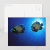 Angelfische Postkarte (Vorne/Hinten)