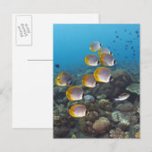 Angelfischschule Postkarte (Vorne/Hinten)