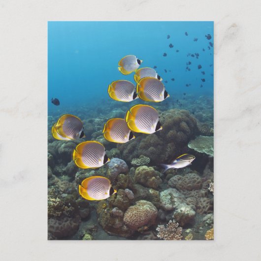 Angelfischschule Postkarte (Vorderseite)