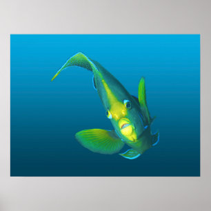 Angelfish - Elegante im Gradientenblau   Poster