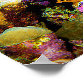 Angelfish malerisch vor der Koralle, Rotes Meer | Poster (Ecke)