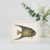 Angelfish Postcard - Stil I Postkarte (Stehend Vorderseite)