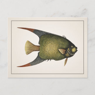 Angelfish Postcard - Stil I Postkarte