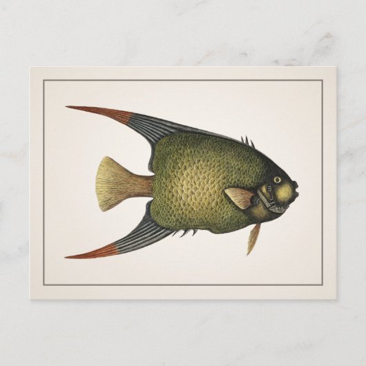 Angelfish Postcard - Stil I Postkarte (Vorderseite)