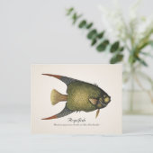 Angelfish Postcard - Stil II Postkarte (Stehend Vorderseite)
