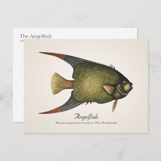 Angelfish Postcard - Stil II Postkarte (Vorne/Hinten)