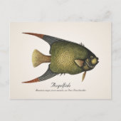 Angelfish Postcard - Stil II Postkarte (Vorderseite)