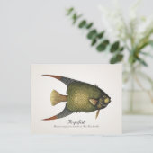 Angelfish Postcard - Stil II Postkarte (Stehend Vorderseite)