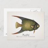 Angelfish Postcard - Stil II Postkarte (Vorne/Hinten)