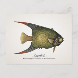 Angelfish Postcard - Stil II Postkarte