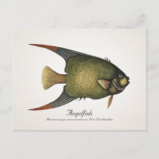 Angelfish Postcard - Stil II Postkarte (Vorderseite)
