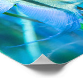 Angelfish Poster (Ecke)