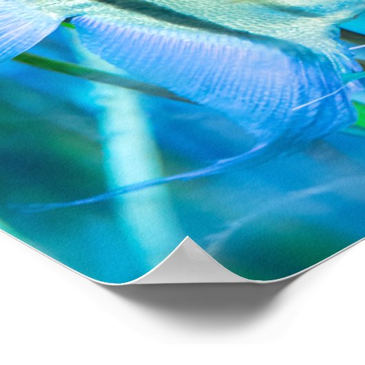 Angelfish Poster (Ecke)