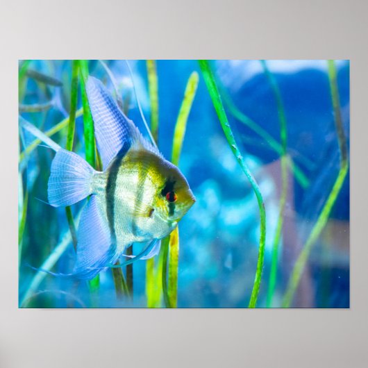 Angelfish Poster (Vorne)