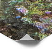 Angelfish Poster (Ecke)