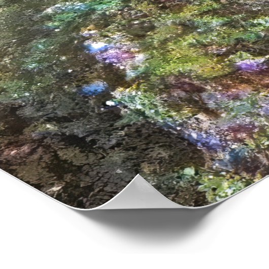 Angelfish Poster (Ecke)