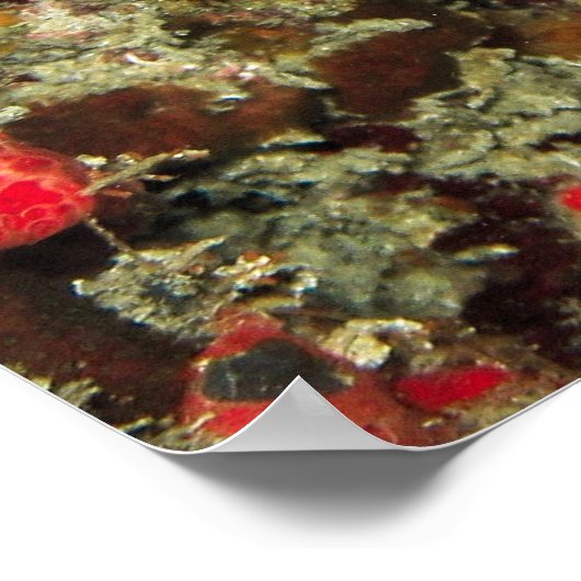 Angelfish Poster (Ecke)