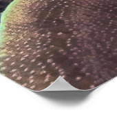 Angelfish Poster (Ecke)