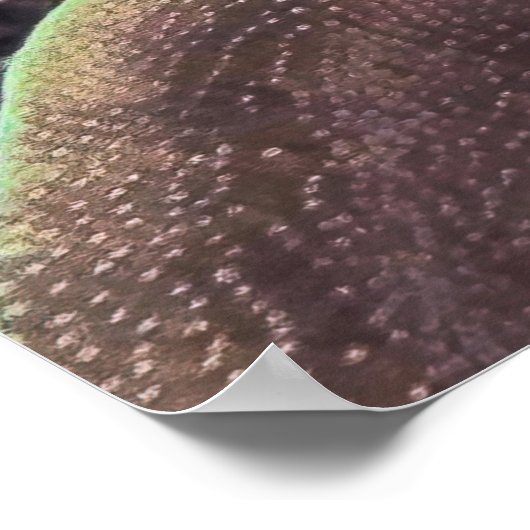 Angelfish Poster (Ecke)