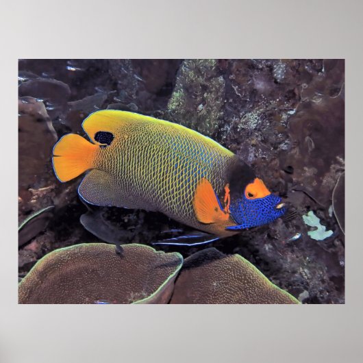 Angelfish Poster (Vorne)