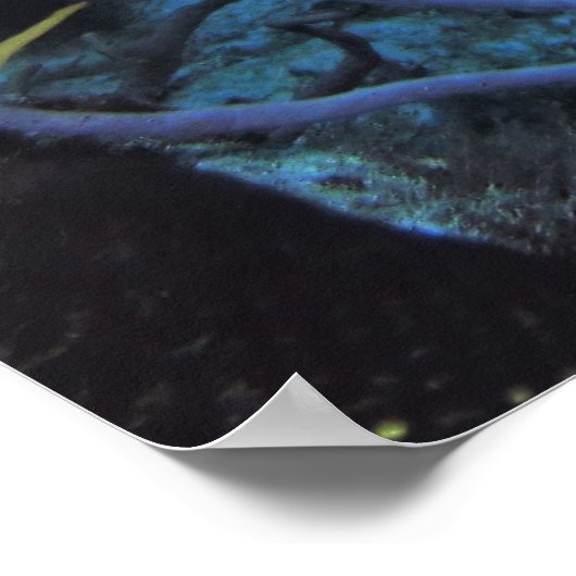 Angelfish Poster (Ecke)