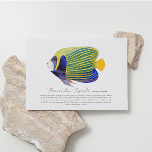 Angelfish Postkarte