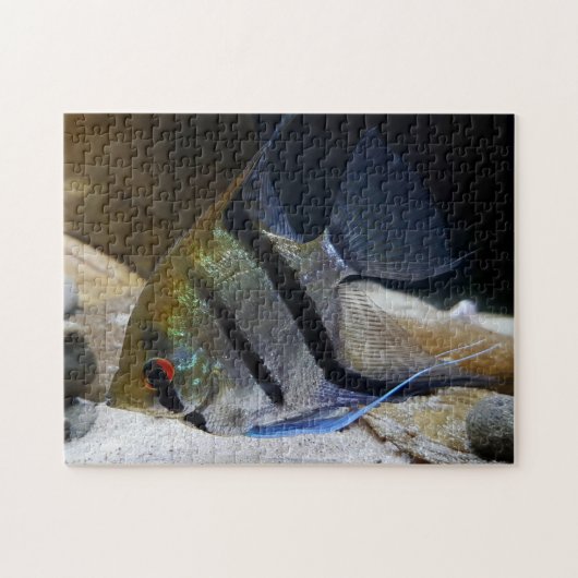 Angelfish Tropischer Fischhalter Puzzle (Horizontal)
