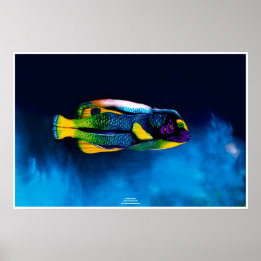 Angelfish von Johannes Stötter Poster