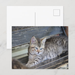Angelic Kitten Postkarte