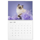 Angelic Ragdoll Cats Kalender (Mär 2026)