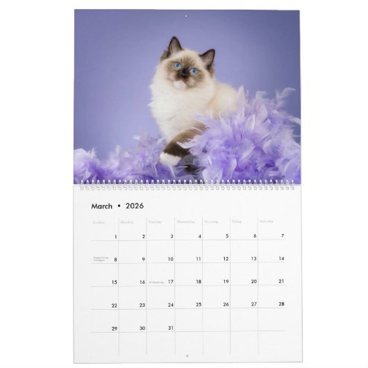 Angelic Ragdoll Cats Kalender (Mär 2026)