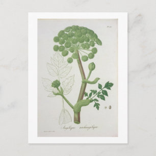Angelica Archangelica von "Phytographie Medicale" Postkarte