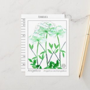 Angelica Materia Medica Kräuterstudie Postkarte