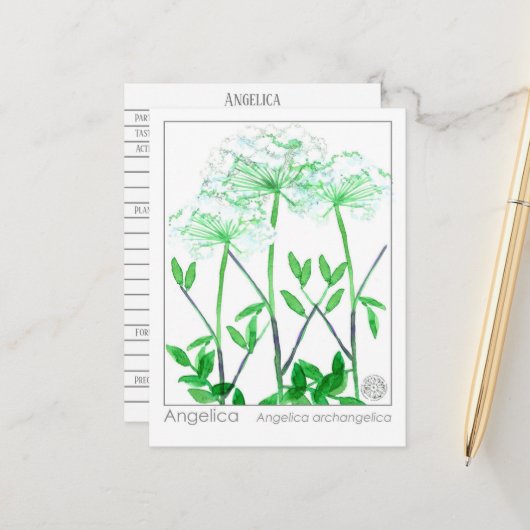 Angelica Materia Medica Kräuterstudie Postkarte (Vorderseite/Rückseite Beispiel)