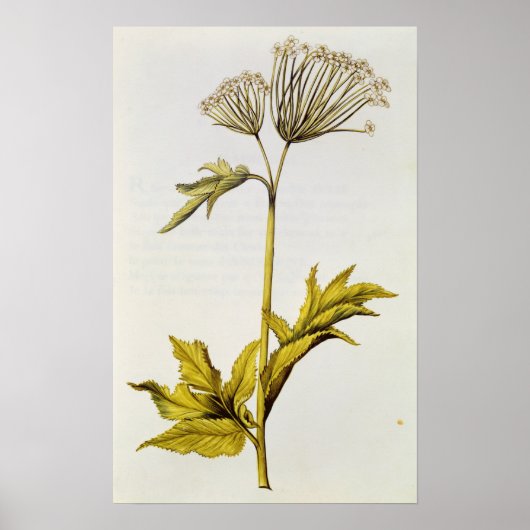 Angelica, von "La Guirlande de Julie", c.1642 Poster (Vorne)