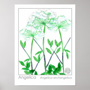 Angelica White Blume Medicinal Herb Pflanze Poster