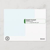 Angels Trumpet Brugmansia Postcard Postkarte (Rückseite)