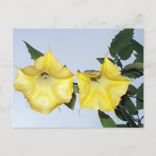 Angels Trumpet Brugmansia Postcard Postkarte