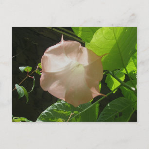 Angels Trumpet-Postkarte Postkarte