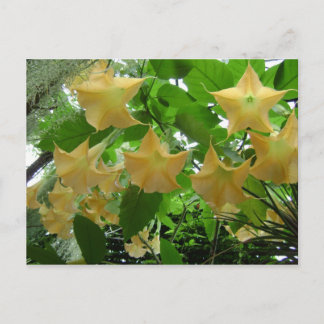 Angels Trumpets-Blume Postkarte
